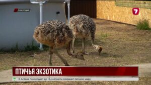 Павлины и страусы поселились в частном дворе Павлодара