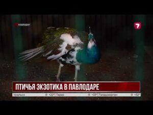 Павлины и страусы живут в частном дворе Павлодара