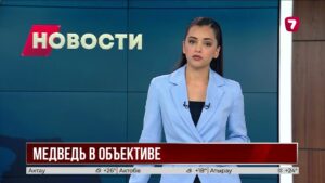 Фотоловушка запечатлела бурого медведя в заповеднике