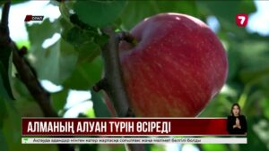 Оралдық бағбан жергілікті климатқа төзімді алма сорттарын сынақтан өткізіп жатыр