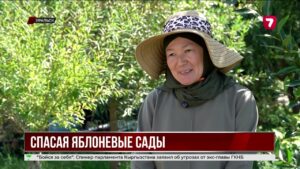 Семья из Уральска возрождает знаменитые яблоневые сады