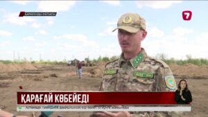 Қарағанды облысында қарағай көшеттерін өсіретін жылыжай салынады