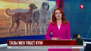 Елімізде алғаш рет Қазақ тазысы мен төбеті күні аталып өтті