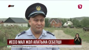 ШҚО-да мал қағу қаупін азайту үшін 140 шақырым жолға қоршау қойылды