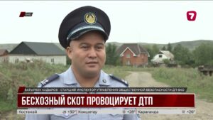 Дороги на востоке страны ограждают от бесхозного скота
