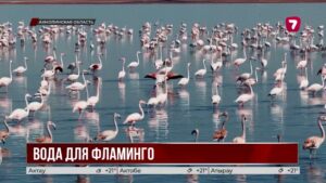 40 миллионов кубометров воды направили к фламинго