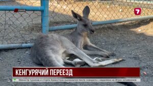Два кенгуру стали новыми обитателями Семея
