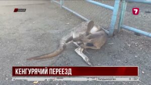 В Семее появились два экзотических кенгуру