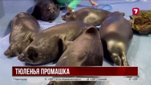 Тюлень перепутал камень с сородичем
