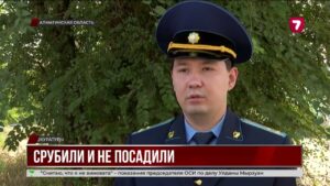 В Алматинской области выявили нарушения при вырубке деревьев