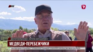 Медведи всё чаще выходят к людям в Риддере
