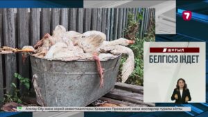 Түркістанда мысық көлік айдап, қабырғаға созылды
