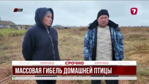 В СКО расследуют причины массового падежа домашней птицы в селе Шаховское