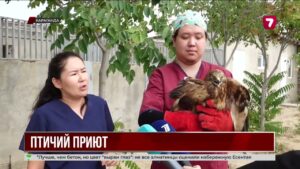 Карагандинский зоопарк стал приютом для спасенного краснокнижного курганника