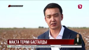 Мақтааралда 478 тонна мақта жиналды