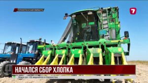 В Мактааральском районе начался массовый сбор белого золота