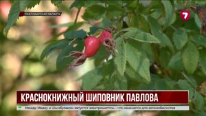 Учёные Алматы спасают краснокнижный шиповник в Павлодарской области
