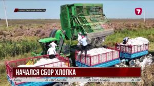 В Мактааральском районе начался массовый сбор «белого золота»