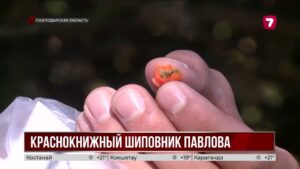 Учёные Алматы спасают редкий шиповник в Павлодарской области
