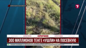 300 миллионов на посевную и ни одного посева: хищение расследуют в Карагандинской области