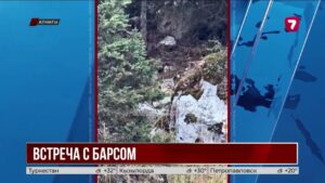 Снежный барс вышел к туристам на горной тропе в Алматы