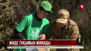 «Таза Қазақстан»: Алматы облысында жиде тұқымын жинау жұмыстары басталды