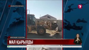 Бейнеу 120-дан астам қой мен ешкі бір кеште қырылып қалды