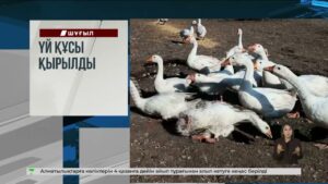 Ақтөбеде ірі гастробар өртенді