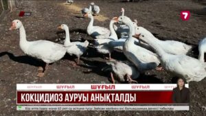 СҚО-да үй құстарының қырылуына кокцидиоз ауруы себеп болған