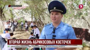 В Жезказгане абрикосовые косточки превратят в деревья