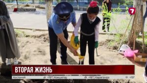 Абрикосовые косточки превратят в будущие деревья