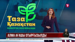 Қонаев қаласында 200 алма ағашы отырғызылды