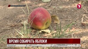 В Алматинской области завершается сбор яблок