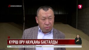 Алматы облысының Балқаш ауданында күрішке орақ түсті