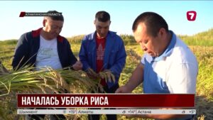 Дожди мешают уборке риса в Алматинской области