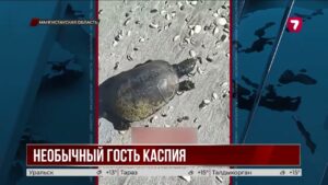 Необычная находка: болотную черепаху обнаружили у Каспийского моря