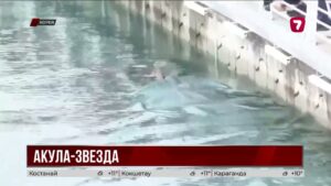 Акула стала символом Пусана после неожиданного появления в канале
