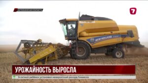 В Актюбинской области убрали 98% посевов зерновых