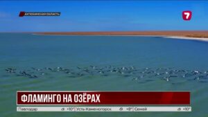 В Актюбинской области засняли стаи краснокнижных фламинго