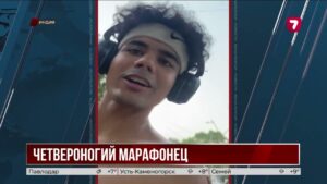 Бездомная собака пробежала 38 километров с людьми