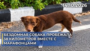 Бездомная собака пробежала 38 километров вместе с марафонцами | 14.10.2026 — Дневные новости