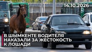 В Шымкенте мужчина привязал лошадь к автомобилю | 14.10.2026