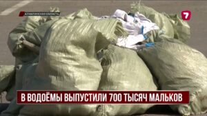 В Алматинской области выпустили 700 тысяч мальков рыб