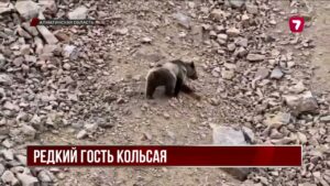Редкого тянь-шаньского медведя заметили в Кольсайском парке