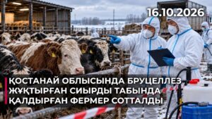 Қостанай облысында бруцеллез жұқтырған сиырды табында қалдырған фермер сотталды | 16.10.2026