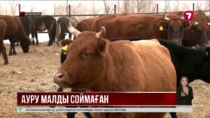 Қостанай облысында бруцеллез жұқтырған сиырды сойдыру үшін фермерді сотқа берді