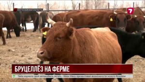 В Костанайской области суд обязал уничтожить заражённый бруцеллёзом скот
