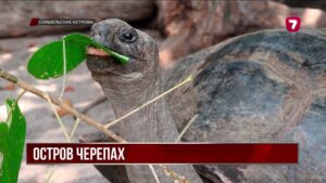На Сейшелах обнаружили около 180 тысяч гигантских черепах