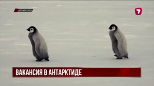 В Антарктиде ищут сотрудников для работы с пингвинами за миллион тенге в месяц