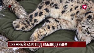 На Южном Алтае впервые надели спутниковый ошейник на снежного барса